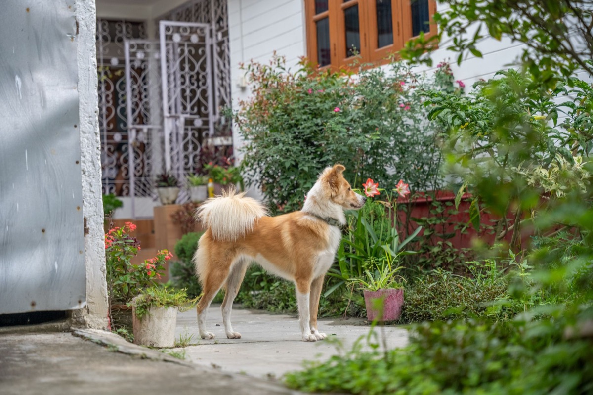 Australian suburban garden with a dog