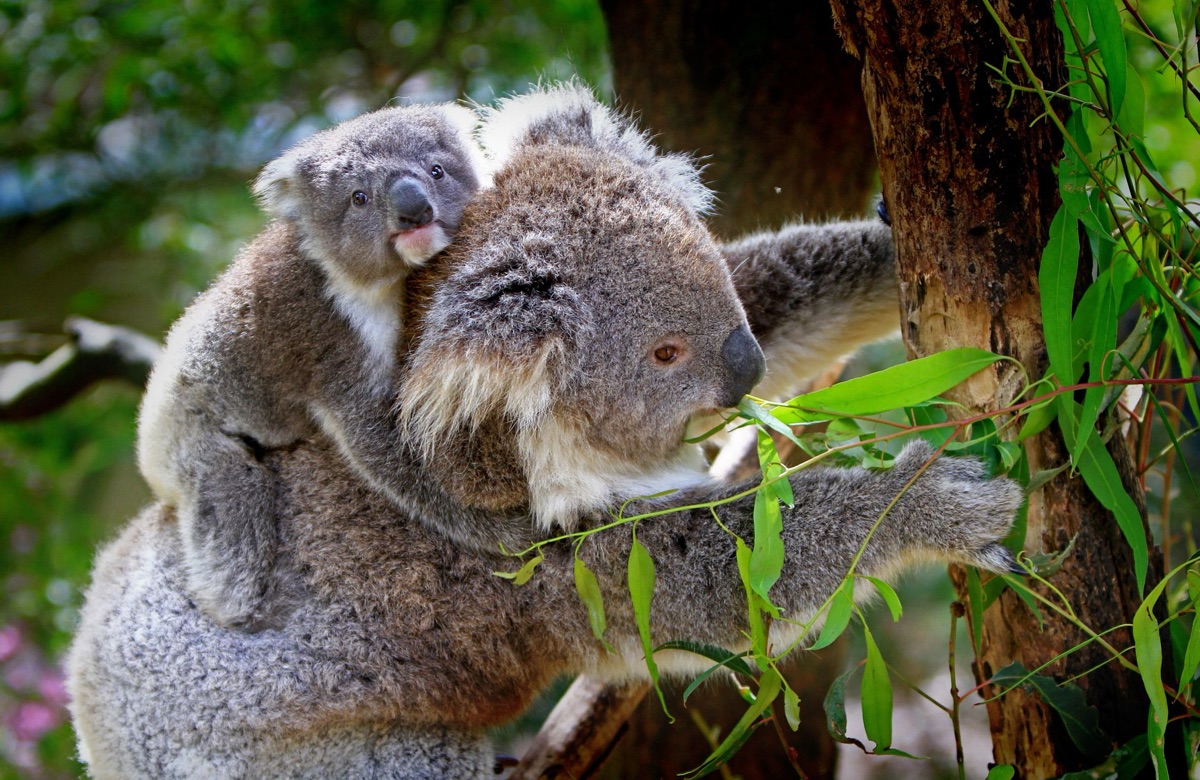 australian wildlife documentary footage